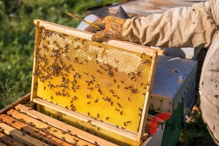 Khai thác mật ong