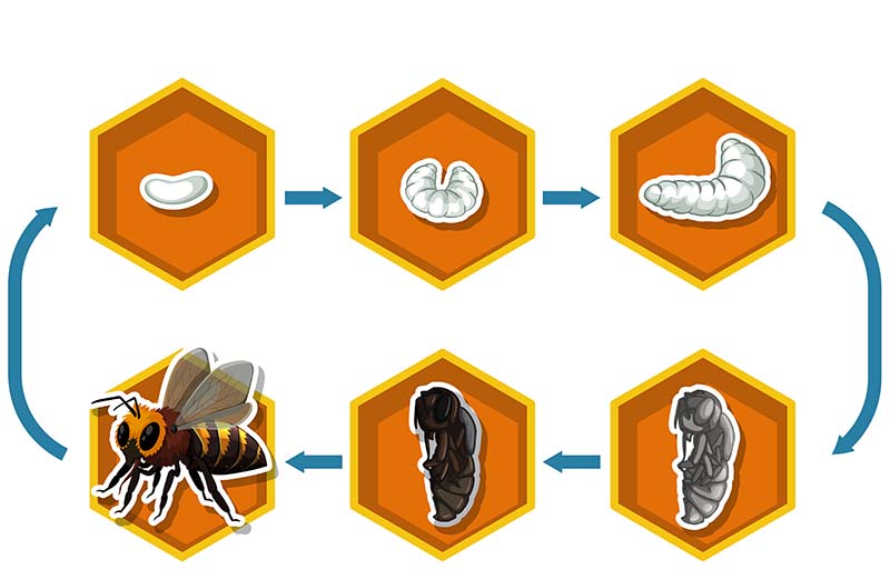 Vòng đời của loài ong trải qua 4 giai đoạn: Trứng, ấu trùng, nhộng, con trưởng thành