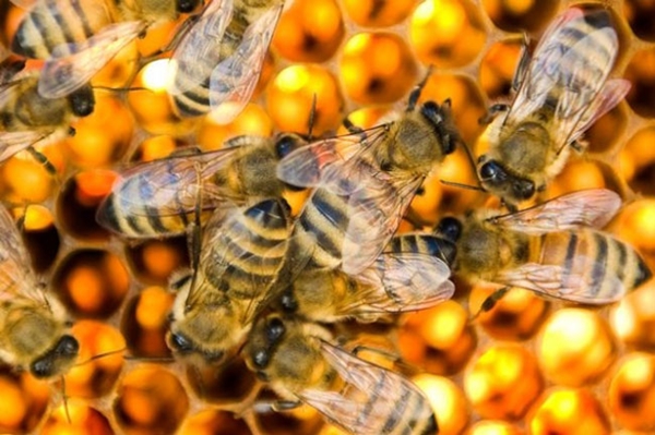 bật mí đời sống loài ong 4