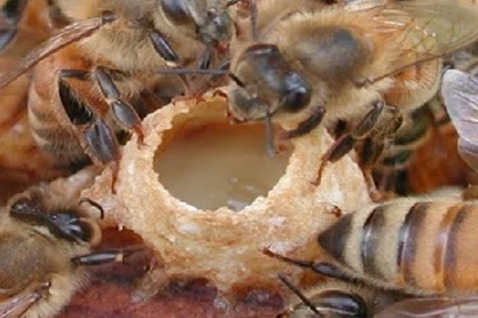 Kỹ thuật tạo ong chúa tự nhiên